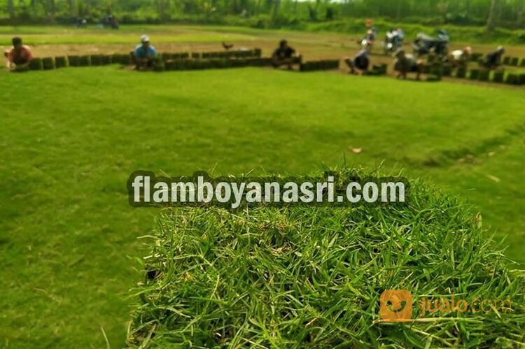 Supplier Rumput Jepang Kabupaten Jombang Rp. 15.000 per meter