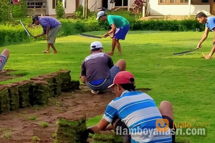 Supplier Rumput Jepang Kabupaten Jombang Rp. 15.000 per meter