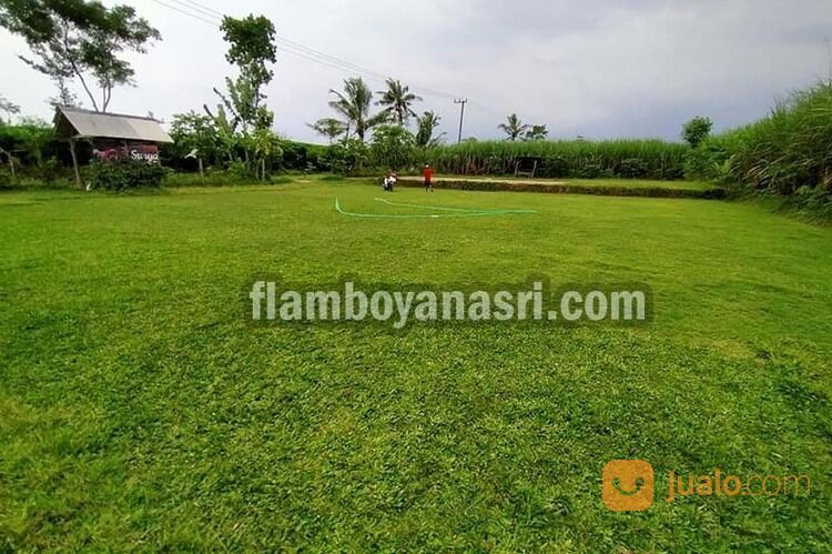 Supplier Rumput Jepang Kabupaten Jombang Rp. 15.000 per meter