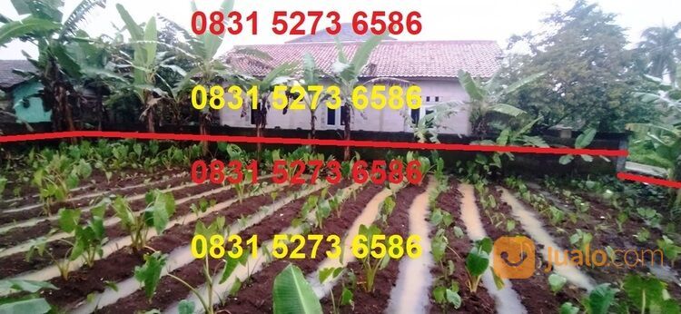 Tanah dekat kampus IPB Bogor 285m, Carang Pulang, Cikarawang, Dramaga