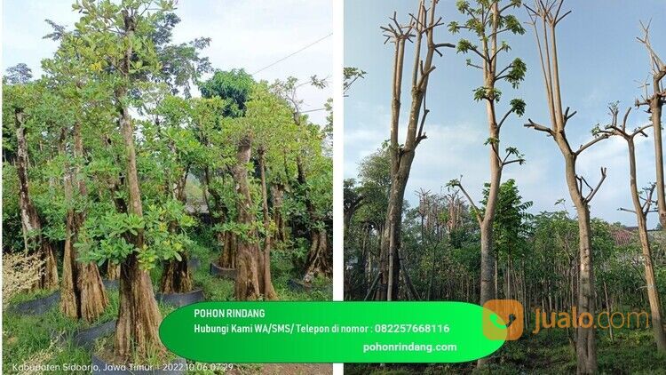 Pohon Pule Kabupaten Trenggalek Berkualitas 082257668116 Termurah
