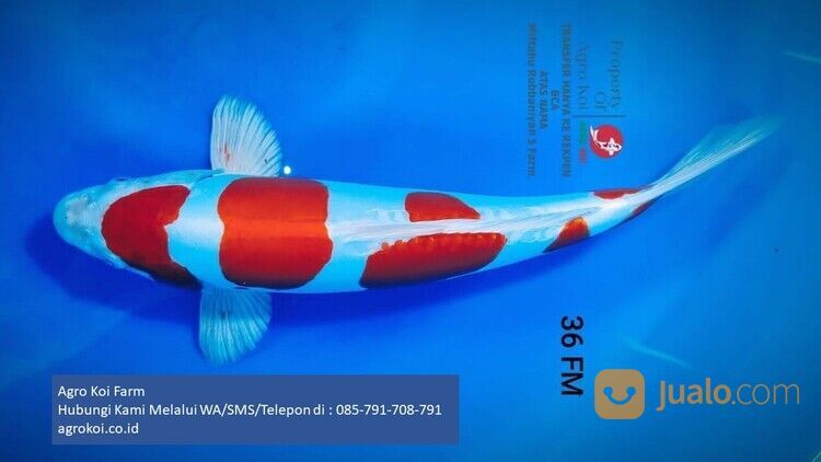 Ikan Koi Kohaku Kabupaten Boyolali Terpercaya 085-791-708-791 Bergaransi