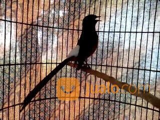 Burung murai batu medan