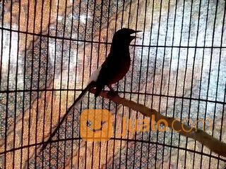 Burung murai batu medan