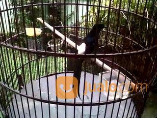 Burung murai batu medan