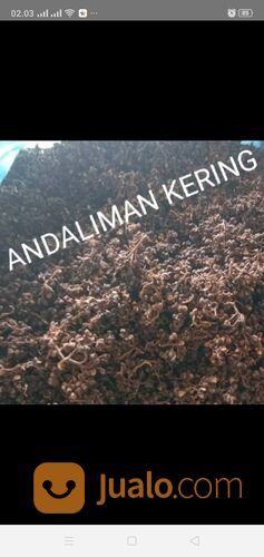 ANDALIMAN kering ekspor