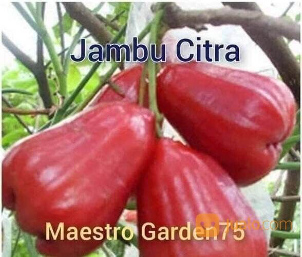 Bibit Jambu Citra Cangkok an Tinggi 50 - 60 cm