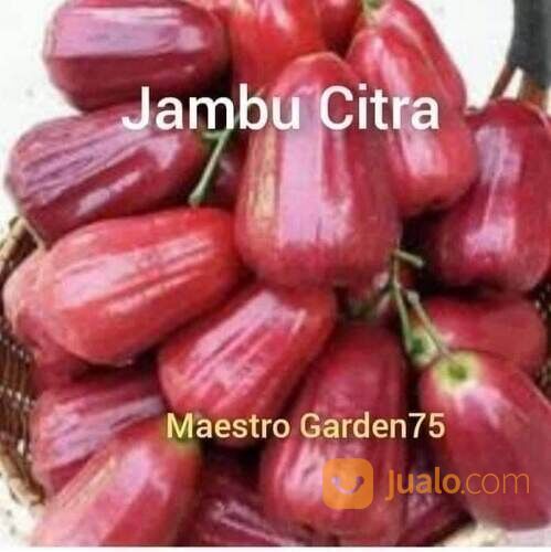Bibit Jambu Citra Cangkok an Tinggi 50 - 60 cm
