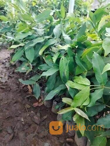 Bibit Jambu Citra Cangkok an Tinggi 50 - 60 cm