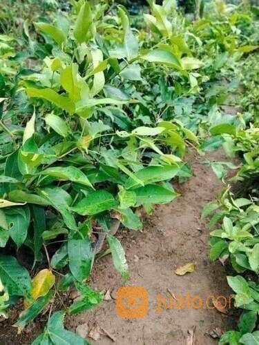 Bibit Jambu Citra Cangkok an Tinggi 50 - 60 cm