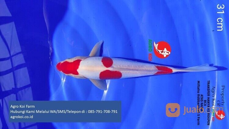 Ikan Koi Kohaku Kabupaten Pekalongan Terpercaya 085-791-708-791 Bergaransi