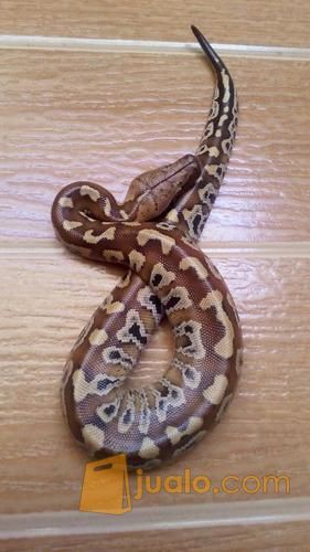Ular Baby Dipong / Blood Python Sumatra (Brongersmai)