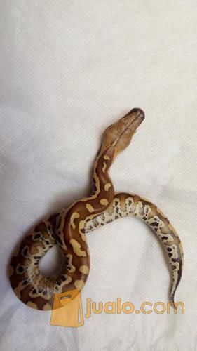 Ular Baby Dipong / Blood Python Sumatra (Brongersmai)