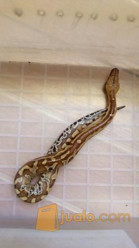 Ular Baby Dipong / Blood Python Sumatra (Brongersmai)