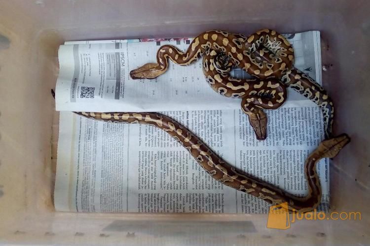 Ular Baby Dipong / Blood Python Sumatra (Brongersmai)