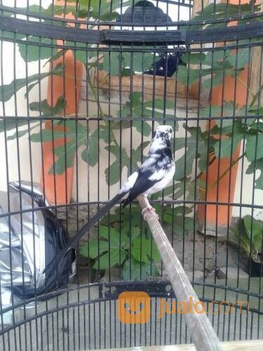 Murai batu medan super