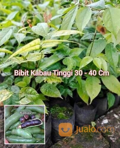 Bibit Kabau Tinggi Bibit 20 - 30 cm