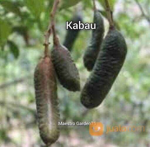 Bibit Kabau Tinggi Bibit 20 - 30 cm