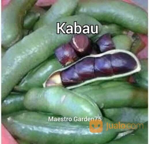 Bibit Kabau Tinggi Bibit 20 - 30 cm