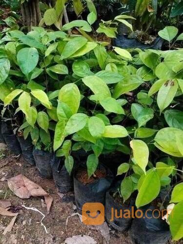 Bibit Kabau Tinggi Bibit 20 - 30 cm