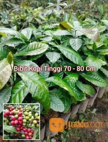Bibit Kopi Seedling Tinggi 1 Meter an