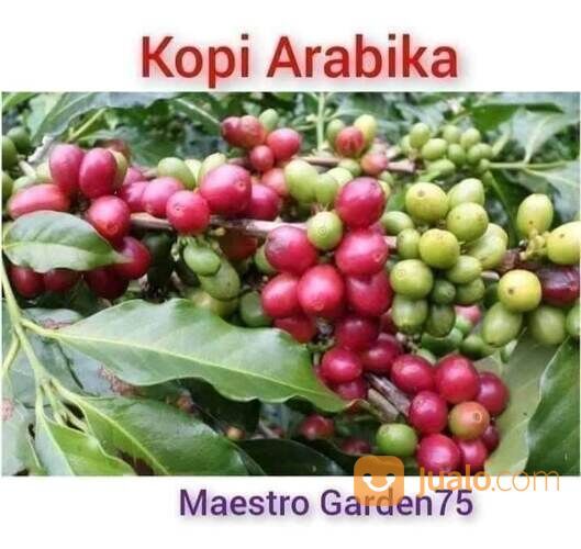 Bibit Kopi Seedling Tinggi 1 Meter an