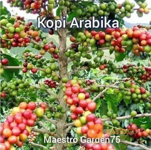 Bibit Kopi Seedling Tinggi 1 Meter an