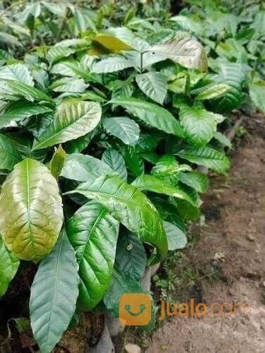 Bibit Kopi Seedling Tinggi 1 Meter an