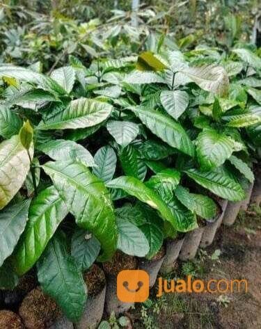 Bibit Kopi Seedling Tinggi 1 Meter an