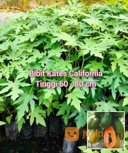 Bibit PEPAYA CALIFORNIA Tinggi 60 - 80 cm