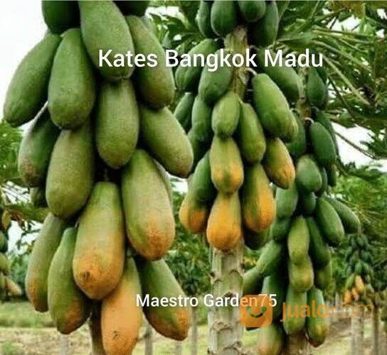 Bibit PEPAYA CALIFORNIA Tinggi 60 - 80 cm