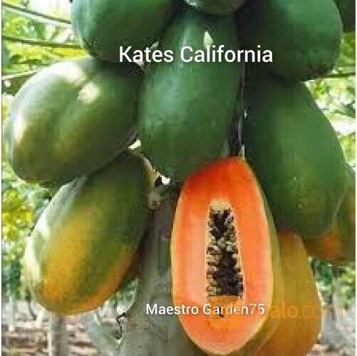 Bibit PEPAYA CALIFORNIA Tinggi 60 - 80 cm