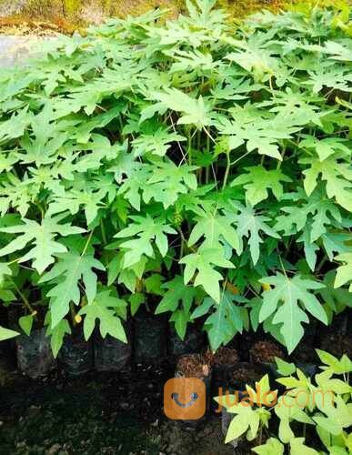 Bibit PEPAYA CALIFORNIA Tinggi 60 - 80 cm