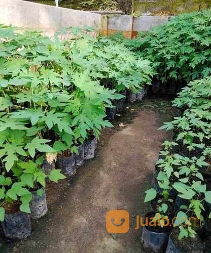Bibit PEPAYA CALIFORNIA Tinggi 60 - 80 cm