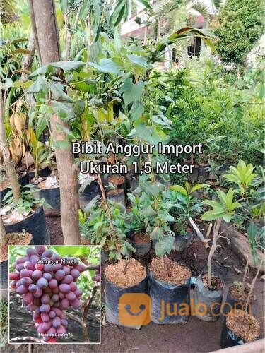 Bibit Anggur Import Tinggi 1,5 Meter