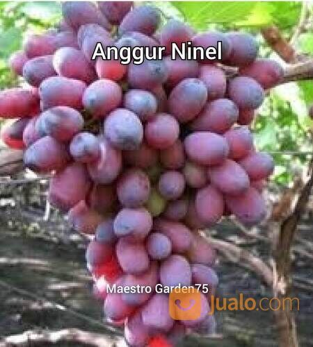 Bibit Anggur Import Tinggi 1,5 Meter