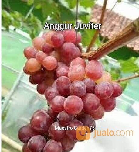 Bibit Anggur Import Tinggi 1,5 Meter