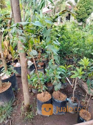 Bibit Anggur Import Tinggi 1,5 Meter