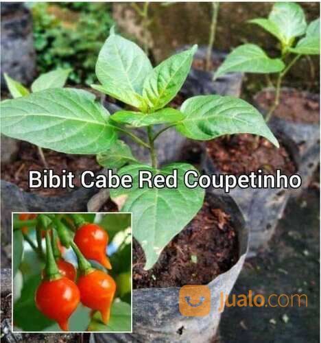 Bibit Cabe Red Coupetinho Polybag
