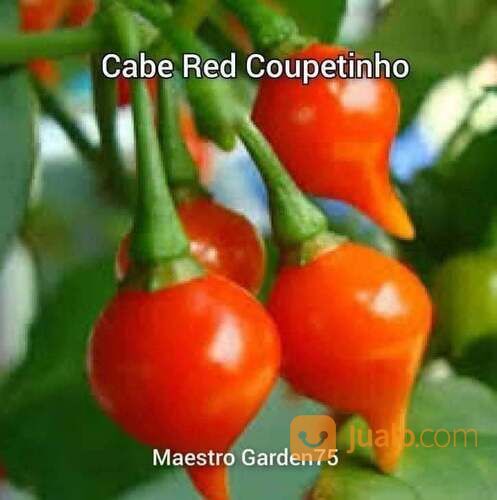 Bibit Cabe Red Coupetinho Polybag
