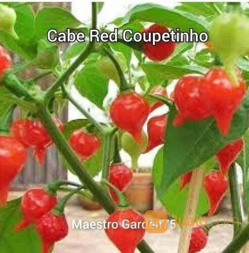 Bibit Cabe Red Coupetinho Polybag
