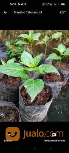 Bibit Cabe Red Coupetinho Polybag