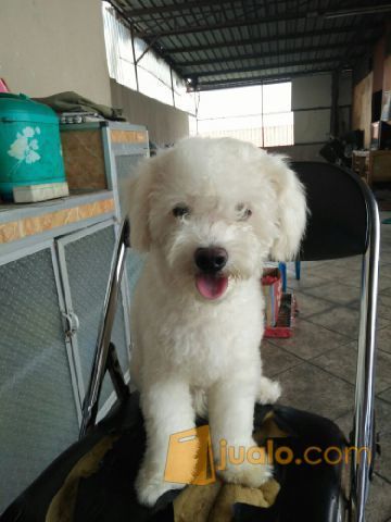 Jual Anjing Pejantan White Toy Poodle Good Quality