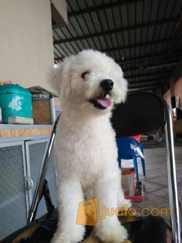 Jual Anjing Pejantan White Toy Poodle Good Quality
