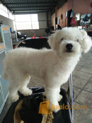 Jual Anjing Pejantan White Toy Poodle Good Quality