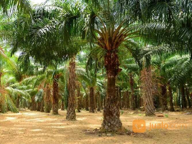 Pohon kelapa sawit murah 081292127731