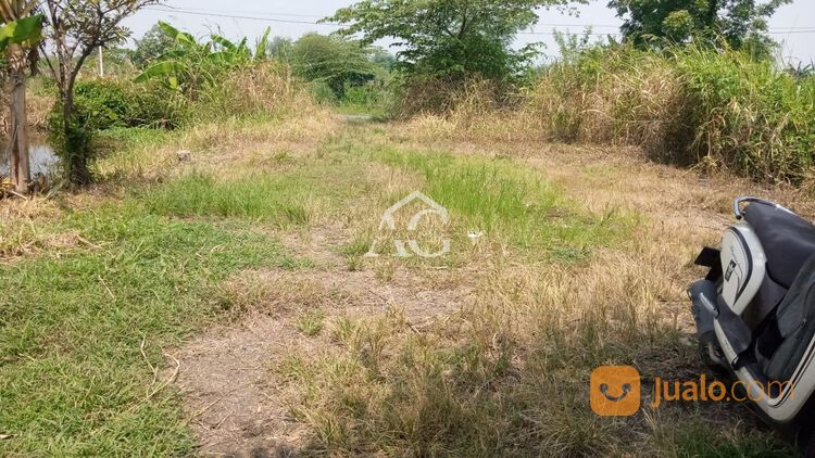 Tanah/Tambak Di Gresik