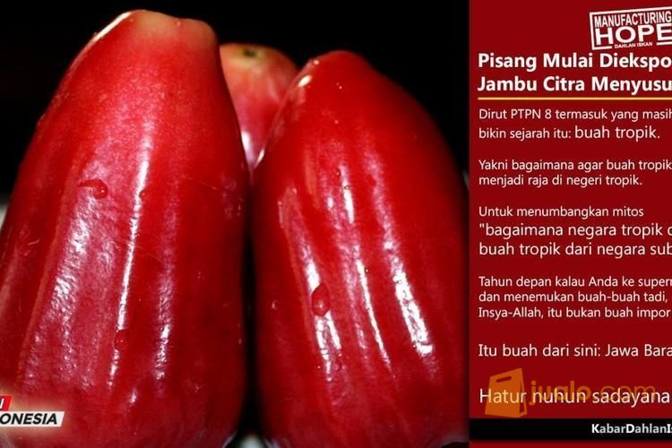 Bibit Jambu Air Citra Jumbo | Harga Bibit Jambu Citra | Budidaya Bibit Jambu Citra