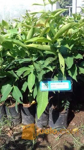 Bibit Jambu Air Citra Jumbo | Harga Bibit Jambu Citra | Budidaya Bibit Jambu Citra