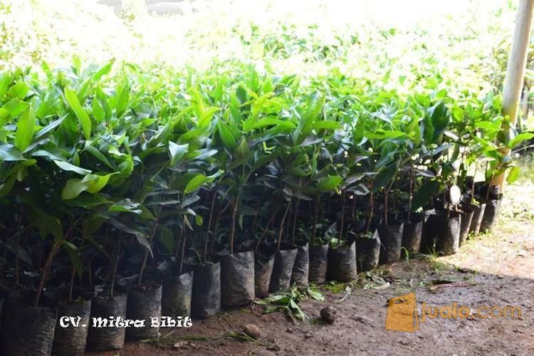 Bibit Jambu Air Citra Jumbo | Harga Bibit Jambu Citra | Budidaya Bibit Jambu Citra